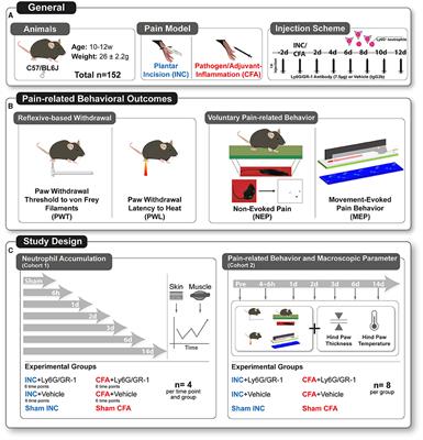 Investigating the Role of Ly6G+ Neutrophils in Incisional and Inflammatory Pain by Multidimensional Pain-Related Behavioral Assessments: Bridging the Translational Gap